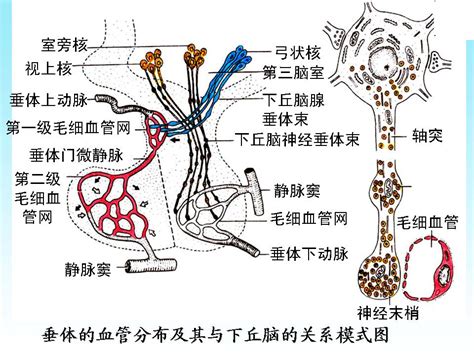 脈象 弦細|脈象